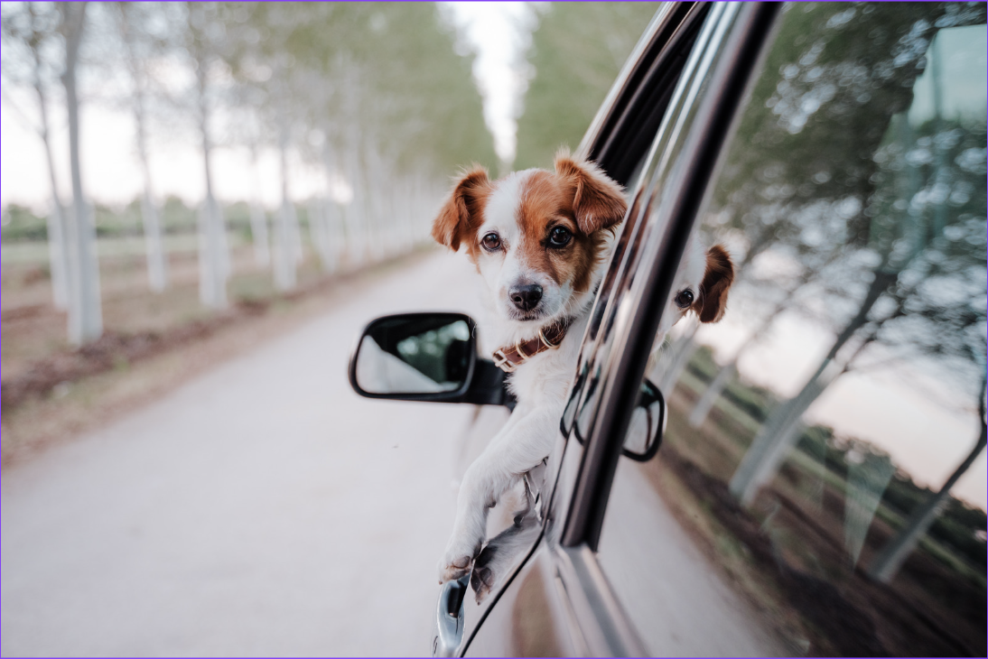 Pet Safety in Cars: How to Protect Your Dog (or Cat) While Driving